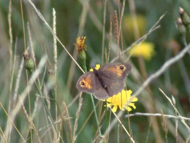 Meadow Brown butterfly on wildflower