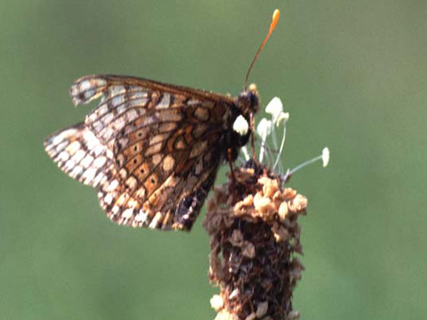 Marsh Fritillary butterfly on wildflower