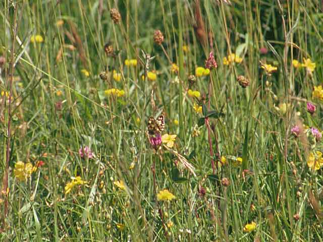 Marbled White butterfly on Clover?