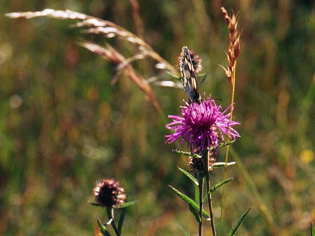 Marbled White butterfly on Knapweed