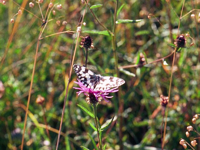 Marbled White butterfly on Knapweed