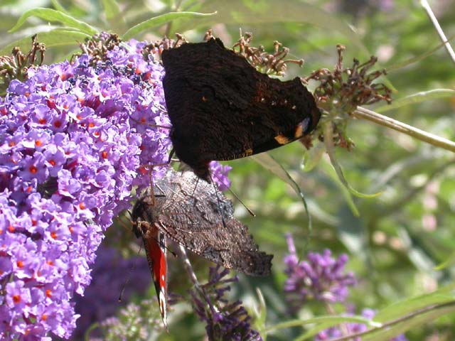 Peacock butterfly on Buddleia davidii 'Nanho Blue'