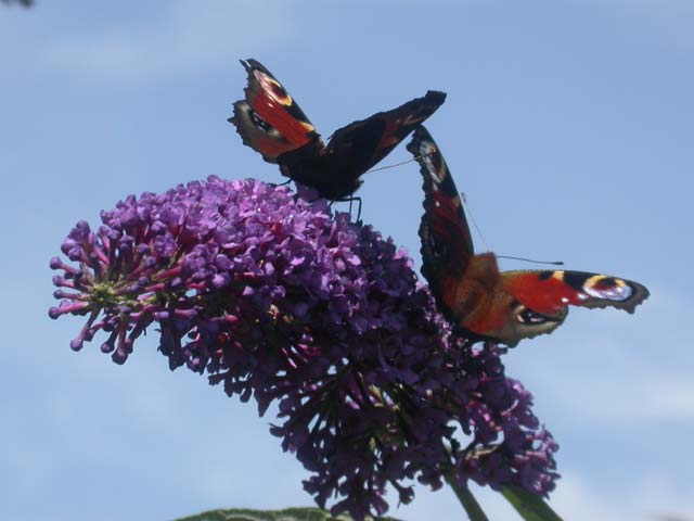 Peacock butterfly on Buddleia