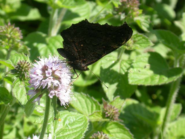 Peacock butterfly on Water Mint