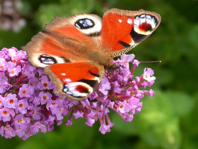 Peacock butterfly on Buddleia