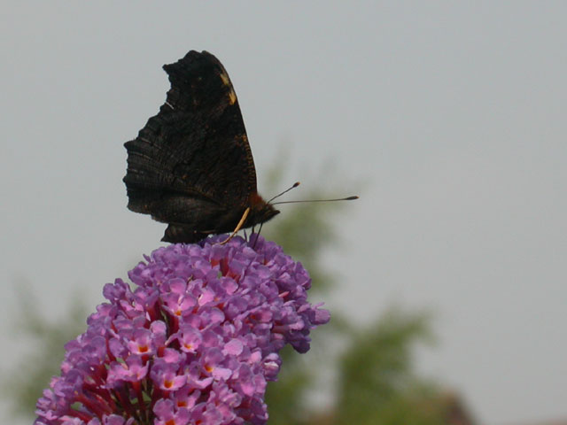 Peacock butterfly on Buddleia