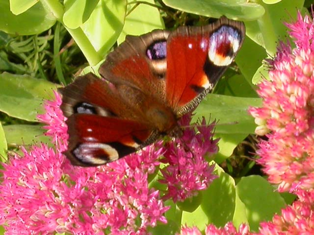 butterfly image