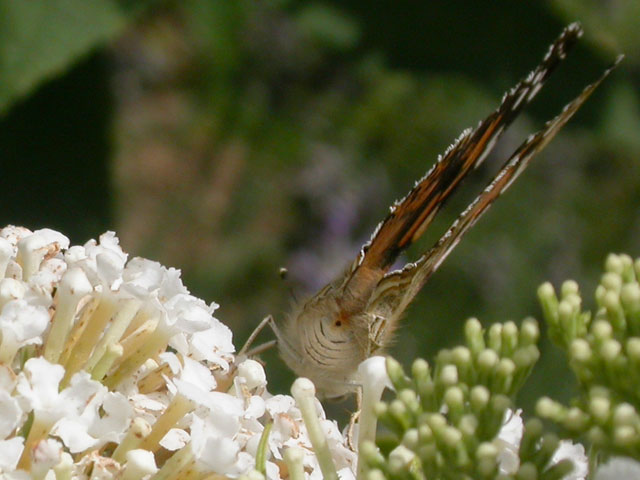 Painted Lady butterfly on Buddleia davidii 'White Profusion'