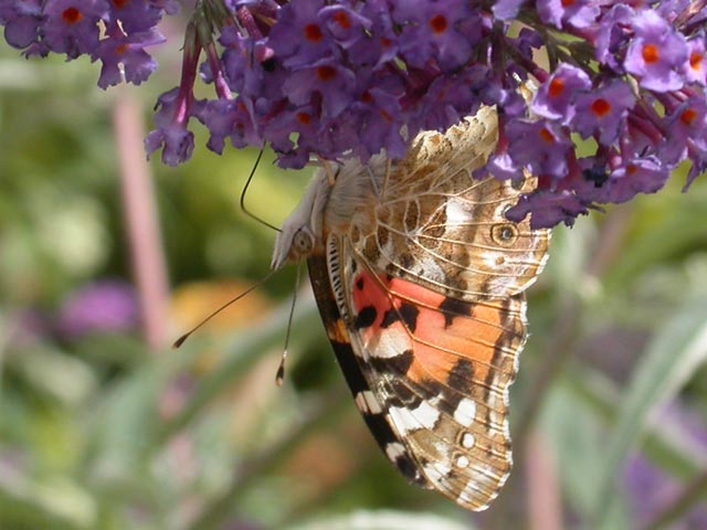 Painted Lady butterfly on Buddleia davidii 'Nanho Blue'