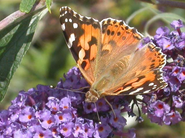 Painted Lady butterfly on Buddleia davidii 'Nanho Blue'