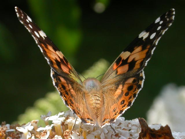 Painted Lady butterfly on Buddleia davidii 'White Profusion'