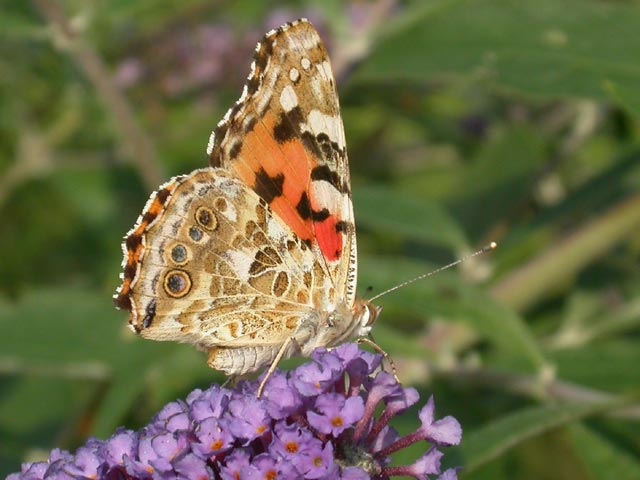 Painted Lady butterfly on Buddleia 