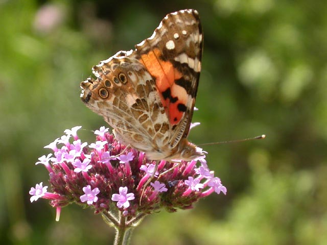 Painted Lady butterfly on Verbena