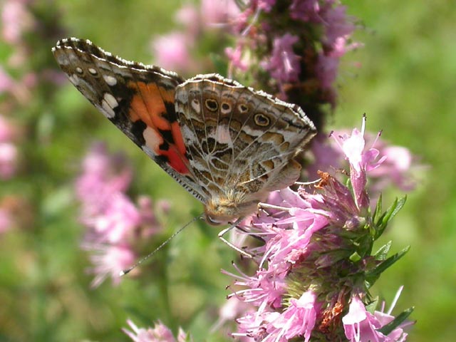 Painted Lady butterfly on Hyssop
