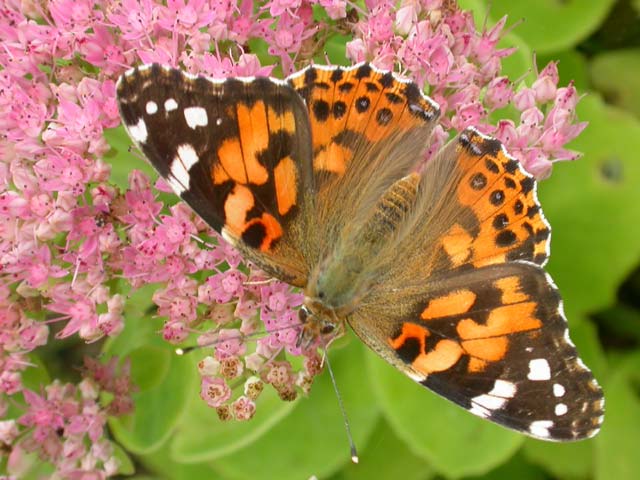Painted Lady butterfly on Sedum spectabile