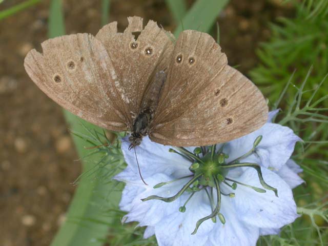 Image of Ringlet butterfly