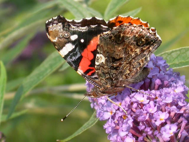 Red Admiral butterfly on Buddleia davidii 'Nanho Blue'