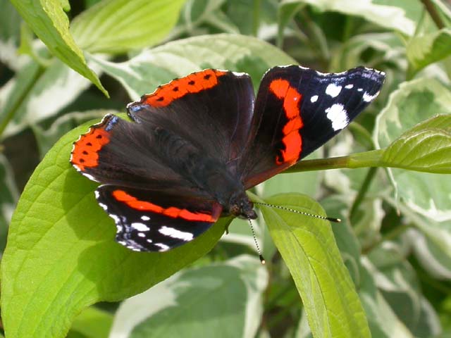 Red Admiral butterfly on Dogwood