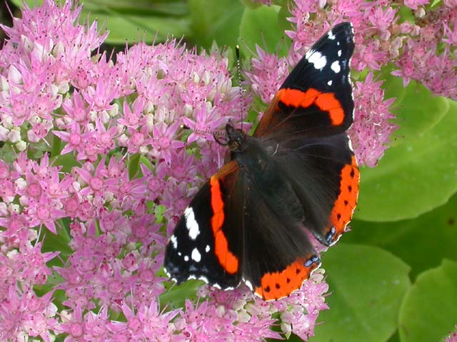Red Admiral butterfly on Sedum spectabile