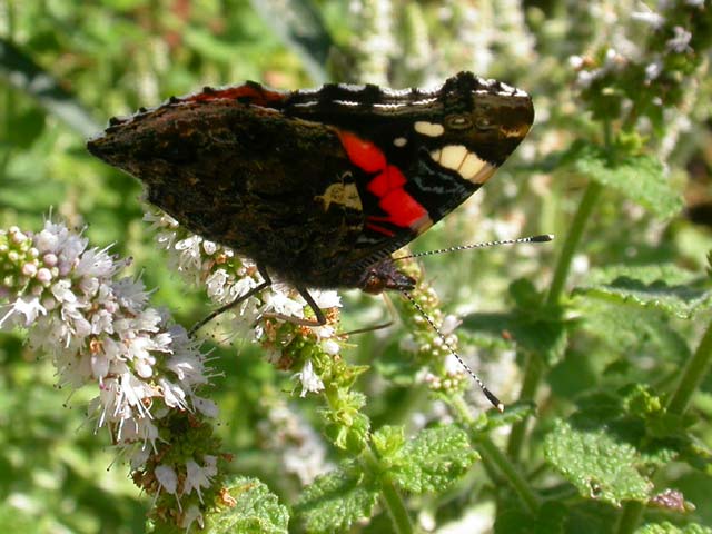 Red Admiral butterfly on Mint