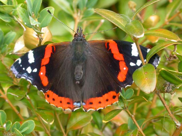 Red Admiral butterfly on unidentified plant