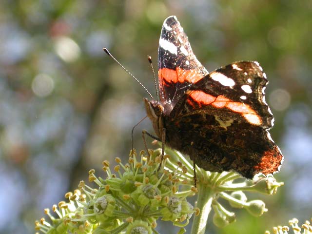 Red Admiral butterfly on Ivy