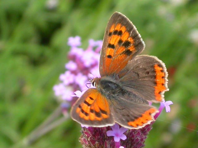 Small Copper butterfly on Verbena bonariensis
