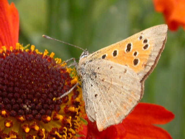 Small Copper butterfly on Helenium