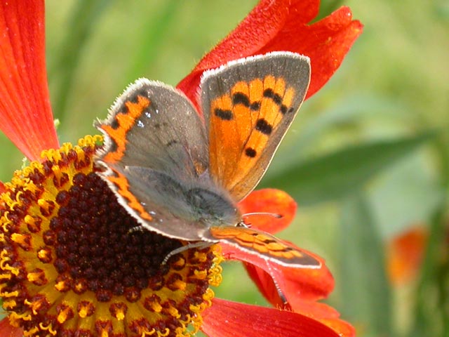 Small Copper butterfly on Helenium