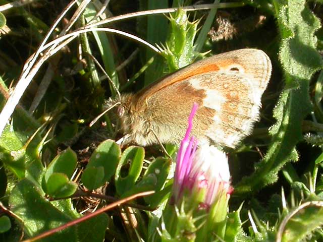 Small Heath butterfly 
