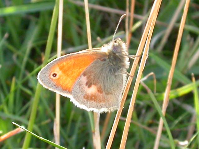 Small Heath butterfly 