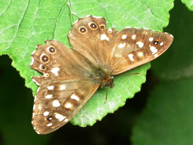 Speckled Wood butterfly 