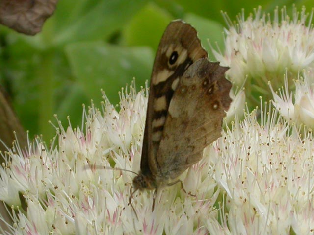 Speckled Wood butterfly on Sedum spectabile