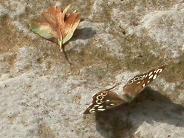 Speckled Wood butterfly 