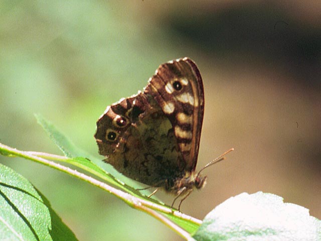 Speckled Wood butterfly 