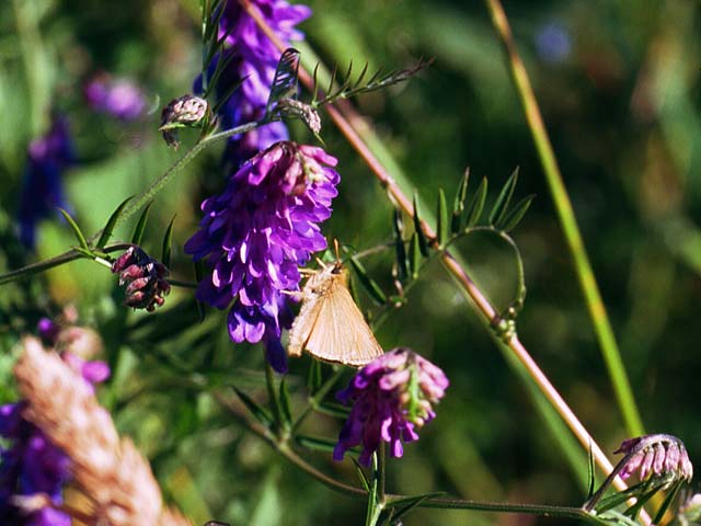 Small Skipper butterfly on Tufted Vetch