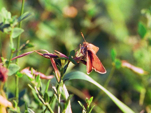 Small Skipper butterfly on Bird's Foot Trefoil