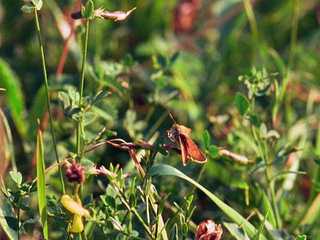 Small Skipper butterfly on Bird's Foot Trefoil