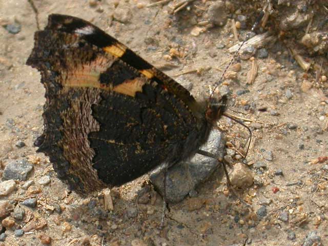 Small Tortoiseshell butterfly 