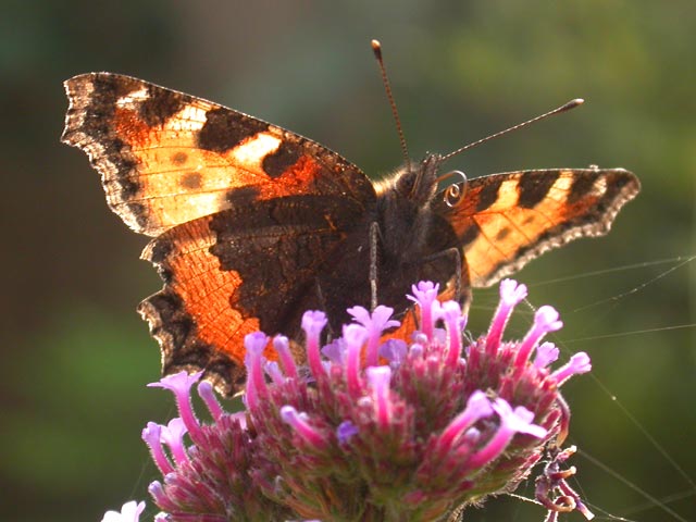 Small Tortoiseshell butterfly on Verbena