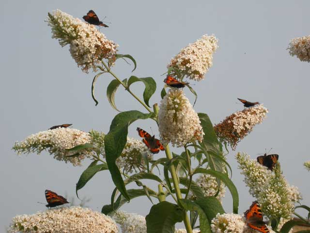 8 Small Tortoiseshell butterflies on Buddleia davidii 'White Profusion'