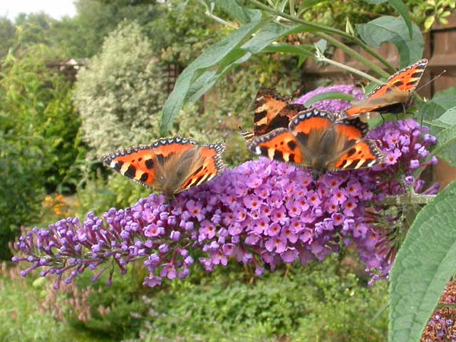 4 Small Tortoiseshell butterflies on Buddleia 