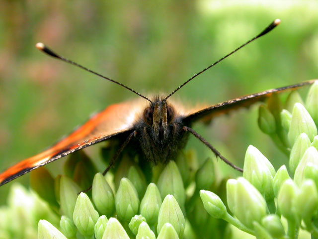 Small Tortoiseshell butterfly resting on Sedum