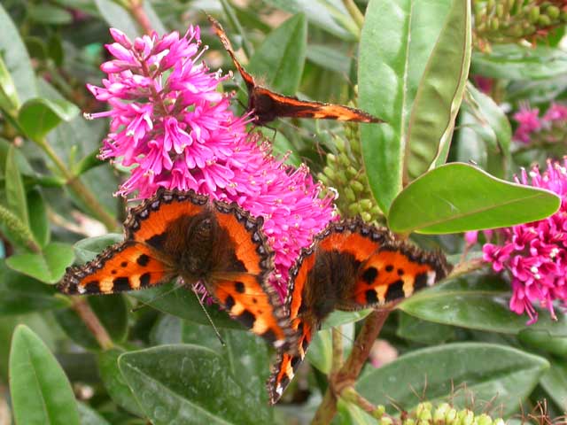 3 Small Tortoiseshell butterflies on Hebe josephine