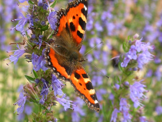 Small Tortoiseshell butterfly on Hyssop