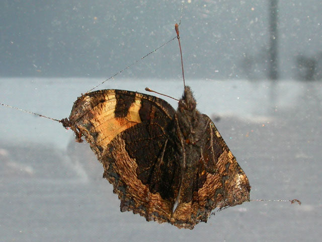 Small Tortoiseshell butterfly in spider's web