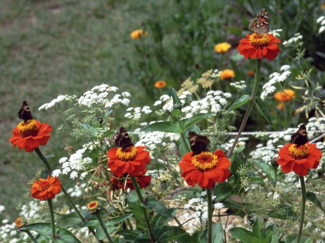 4 Small Tortoiseshell and a Painted Lady on Zinnia