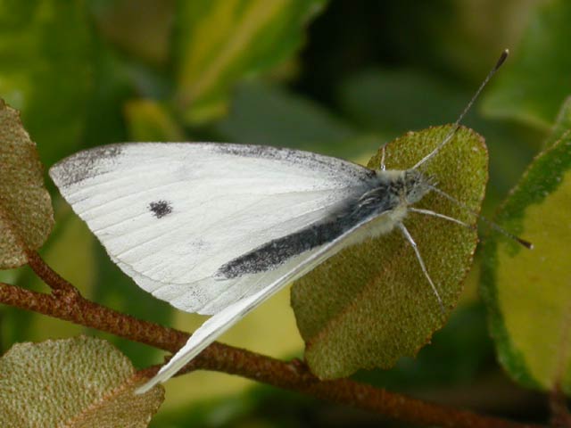 Small White butterfly resting on Eleagnus