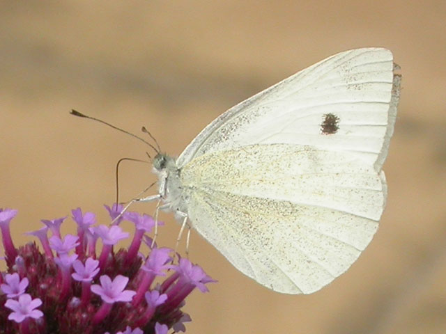 Small White butterfly on Verbena