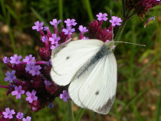 Small White butterfly on Verbena